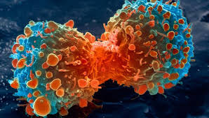 Cancer Cells Dividing